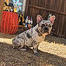 Blanca is registered to the contest to win money with this photo: dog, french_bulldog, pet, animal, sitting, outdoor, backyard, fence, wooden_fence, sunlight, shadow, grass, ground, garden, house, window, decorations, basket, portrait, ears