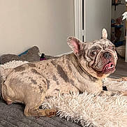 Blanca joined the competition — help win amazing prizes! dog, french_bulldog, pet, animal, indoor, home, blanket, fluffy_blanket, lying_down, sitting, portrait, wrinkled_face, upright_ears, tongue, collar, tag, short_hair, brindle, cozy, funny_expression