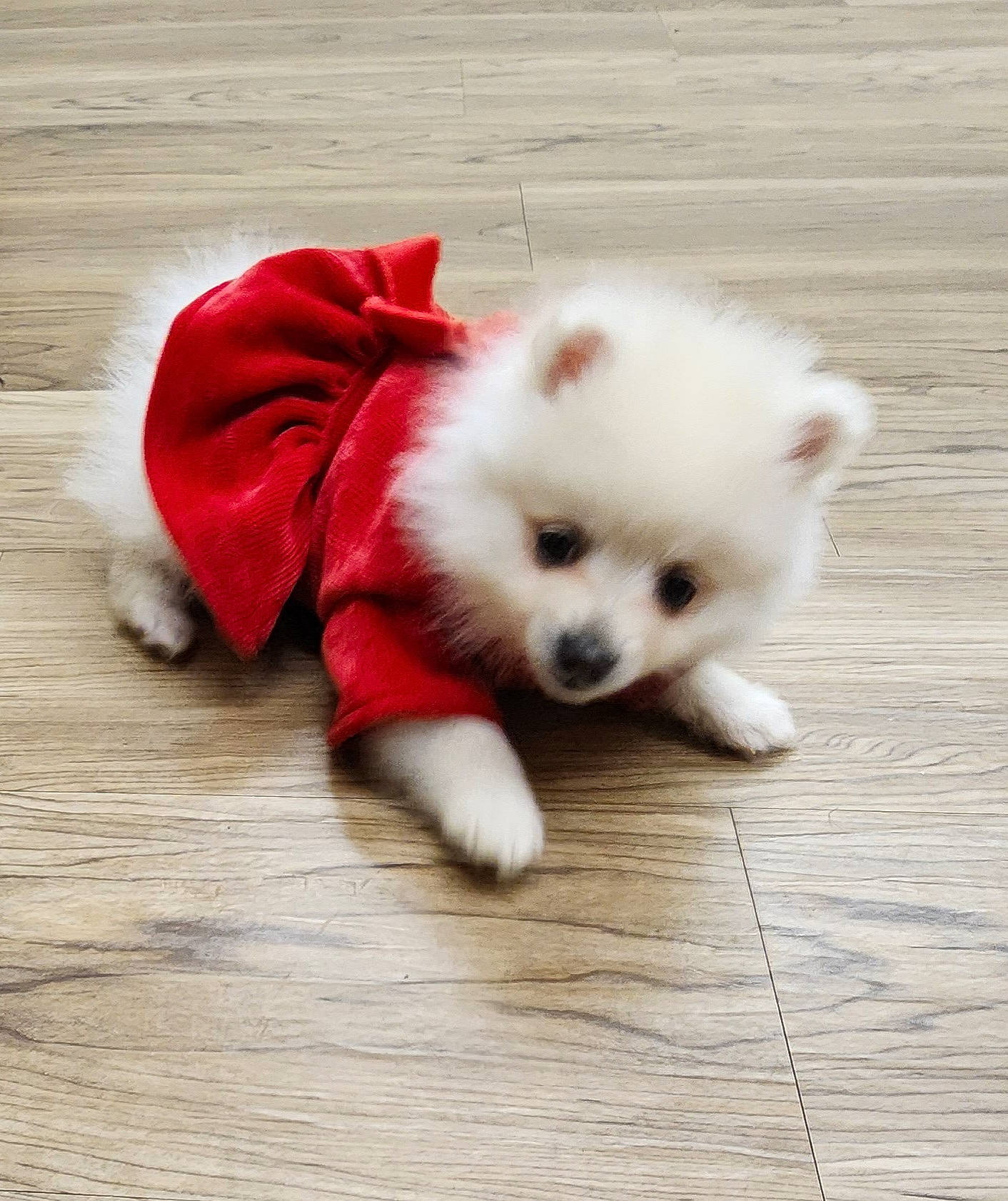 Lily is registered to the contest to win money with this photo: canidae, carnivore, companion_dog, dog, dog_breed, dog_supply, fawn, flooring, fur, german_spitz, german_spitz_klein, german_spitz_mittel, samoyed, snout, spitz, sporting_group, tail, toy_dog, volpino_italiano, working_animal