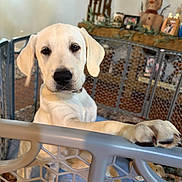 Bo joined the competition — help win amazing prizes! dog, puppy, labrador, cream_coat, floppy_ears, brown_eyes, black_nose, paw, playpen, indoor, living_room, fireplace, snowman, holiday_decor, furniture, portrait, pet, looking_at_camera, cute, home_decor
