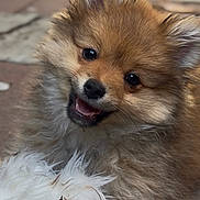 Minnow joined the competition — help win amazing prizes! animal, black_nose, closeup, cute, dog, ears, face, fluffy, fur, happy, mouth, outdoor, pet, playful, puppy, smiling, stone_pavement, toy, white_toy, young