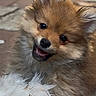 animal, black_nose, closeup, cute, dog, ears, face, fluffy, fur, happy, mouth, outdoor, pet, playful, puppy, smiling, stone_pavement, toy, white_toy, young