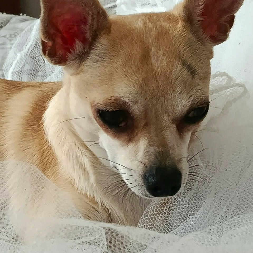 Gloria a rejoint le concours — aidez-le/la à gagner de superbes lots ! dog, chihuahua, small_dog, pet, animal, portrait, close_up, ears, brown_fur, tan_coat, black_nose, dark_eyes, whiskers, blanket, bed, indoors, resting, cuddling, cute, photography
