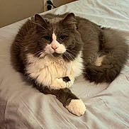 Nickel joined the competition — help win amazing prizes! cat, fluffy, gray, white, bed, indoor, pet, feline, resting, animal, cute, whiskers, tail, fur, domestic, relaxed, portrait, mammal, cozy, sleepy