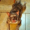 Cookie is registered to the contest to win money with this photo: animal, brindle, bulldog, canine, dog, ears, floor, front_view, funny, indoors, lying_down, merle, mismatched_eyes, muzzle, paws, pet, portrait, relaxed, short_hair, tile