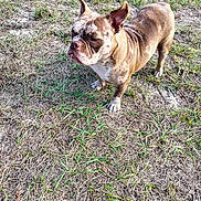 Cookie is registered to the contest to win money with this photo: alert, animal, body, brown_and_white, bulldog, daylight, dog, ears, funny_expression, grass, muzzle, nature, outdoor, paws, pet, portrait, short_hair, standing, wrinkles, yard