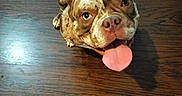 Cookie joined the competition — help win amazing prizes! animal, brown_and_white, bulldog, canine, close_up, dog, floppy_ears, funny, happy, hardwood, indoor, looking_at_camera, lying_down, pet, playful, portrait, spotty_coat, tongue_out, wooden_floor, wrinkled_face