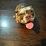 dog, bulldog, pet, canine, brown_and_white, lying_down, tongue_out, happy, playful, looking_at_camera, indoor, wooden_floor, hardwood, portrait, close_up, animal, wrinkled_face, floppy_ears, spotty_coat, funny