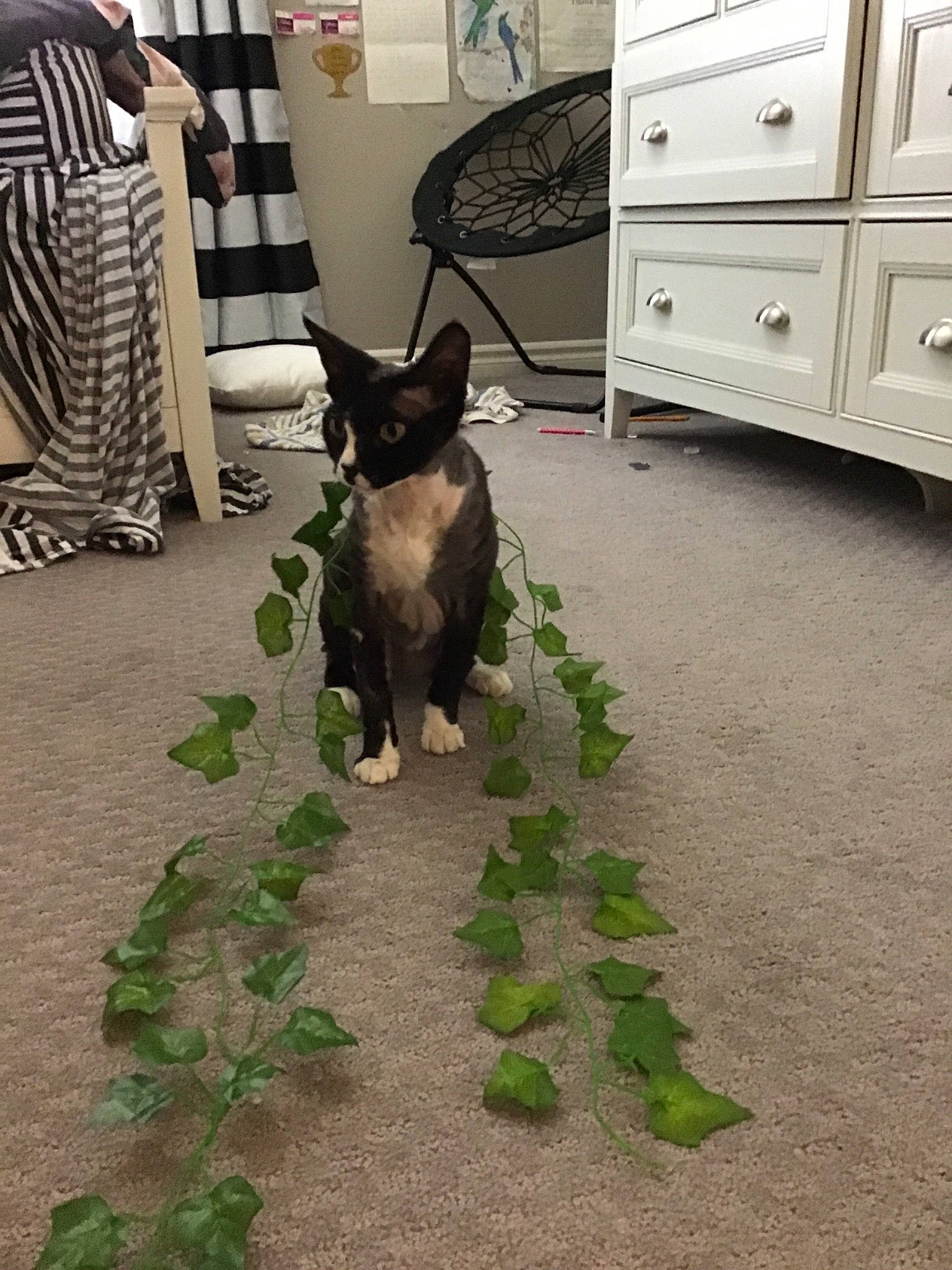 Presley is registered to the contest to win money with this photo: canidae, carnivore, cat, dog, dog_breed, felidae, floor, flooring, small_to_medium_sized_cats, swedish_vallhund, tail, tile, whiskers