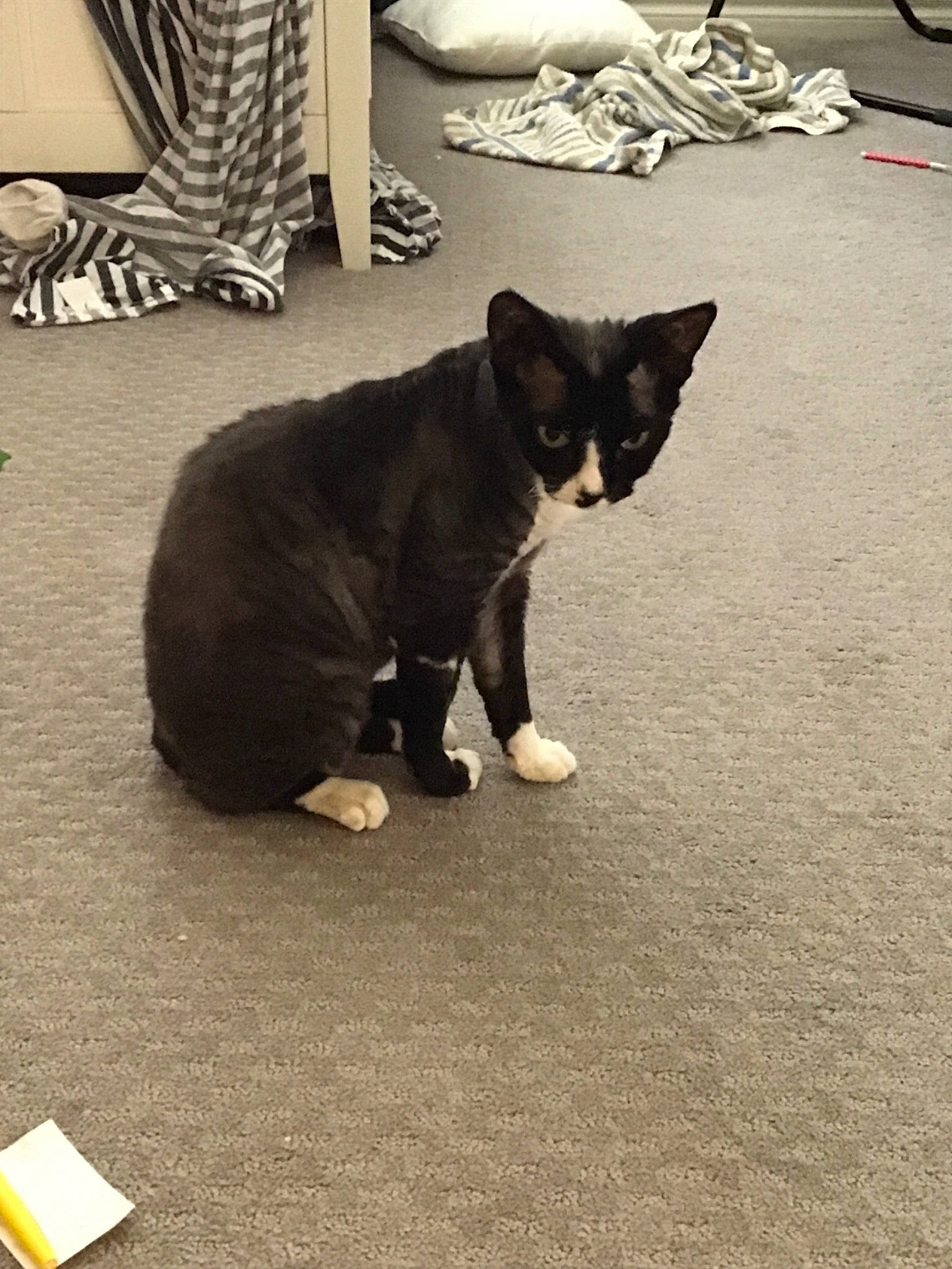 Presley is registered to the contest to win money with this photo: asian, black_cat, carnivore, cat, domestic_short_haired_cat, felidae, floor, flooring, fur, kitten, mammal, paw, polydactyl_cat, small_to_medium_sized_cats, snapshot, snout, tail, whiskers