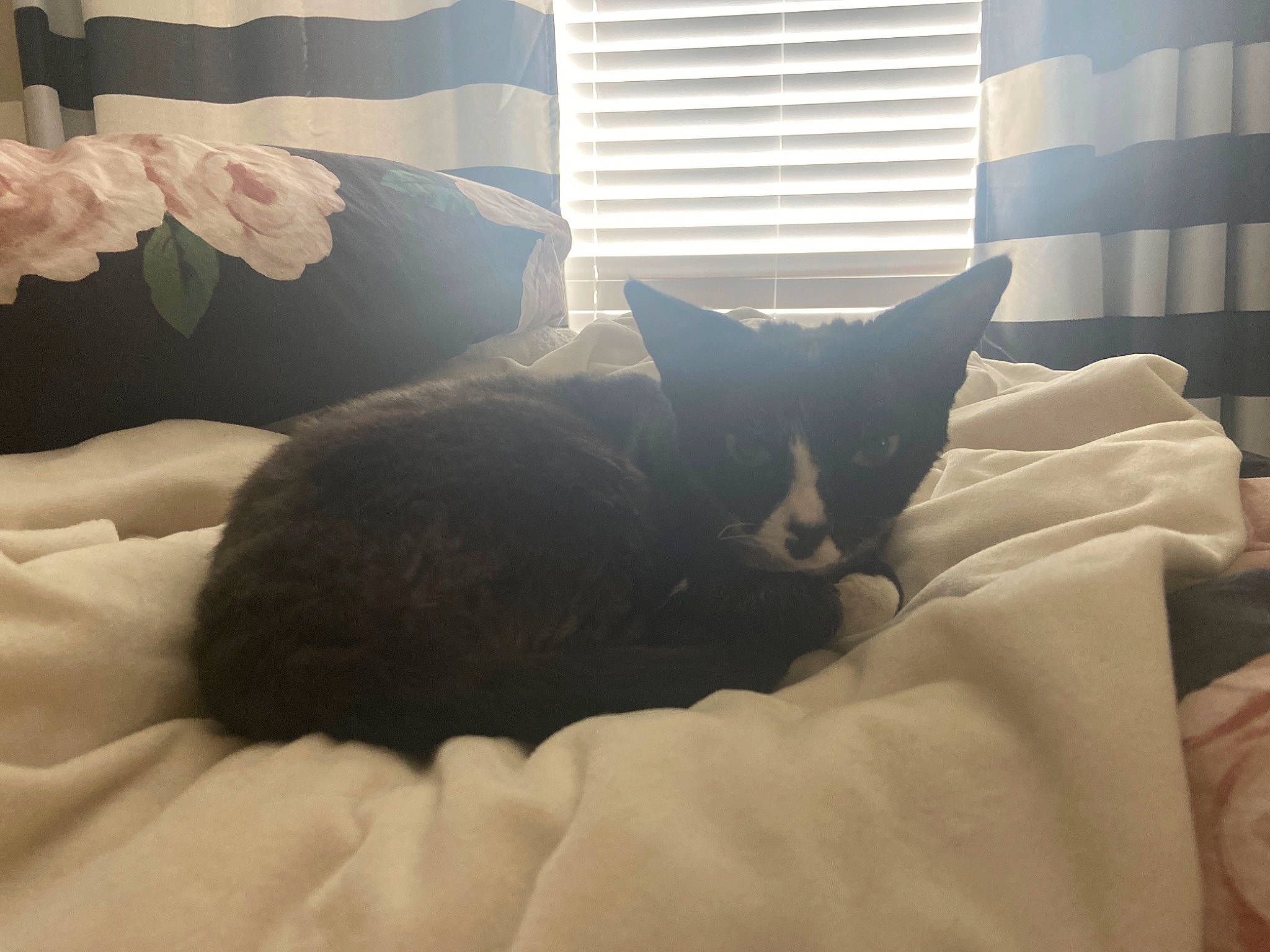 Presley joined the competition — help win amazing prizes! bed, bed_sheet, bedding, bedroom, black_cat, carnivore, cat, comfort, felidae, fur, furniture, interior_design, kitten, linens, pillow, room, sky, small_to_medium_sized_cats, textile, whiskers