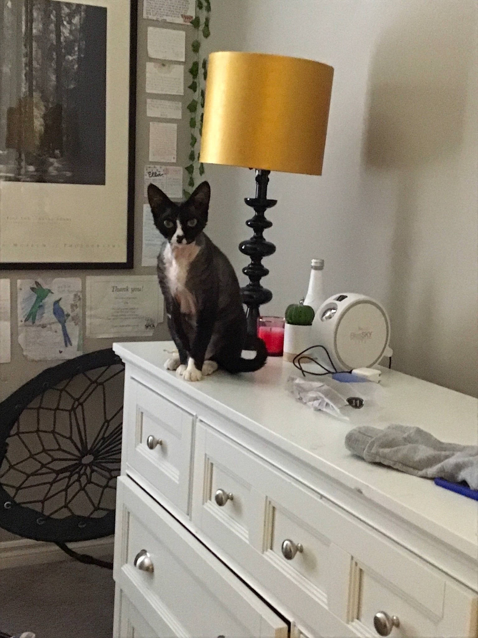 Presley is registered to the contest to win money with this photo: black_cat, cat, chest_of_drawers, drawer, felidae, filing_cabinet, furniture, home, interior_design, lampshade, lighting_accessory, nightstand, room, shelf, small_to_medium_sized_cats, table, tile, whiskers