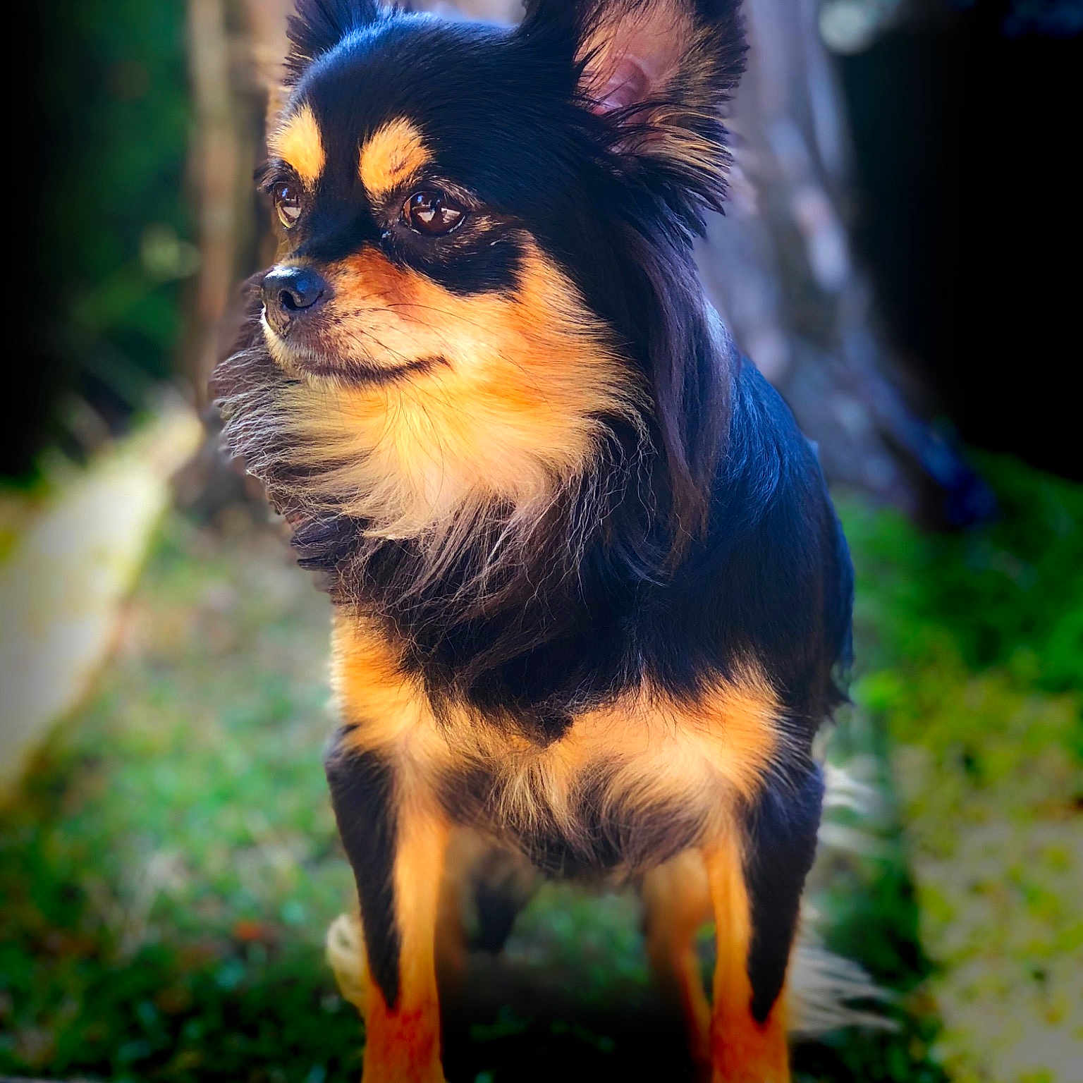 Lola a rejoint le concours — aidez-le/la à gagner de superbes lots ! carnivoran, chihuahua, companion_dog, dog, dog_breed, dog_breed_group, dog_like_mammal, russkiy_toy, snout, toy_dog, vertebrate, vulnerable_native_breeds