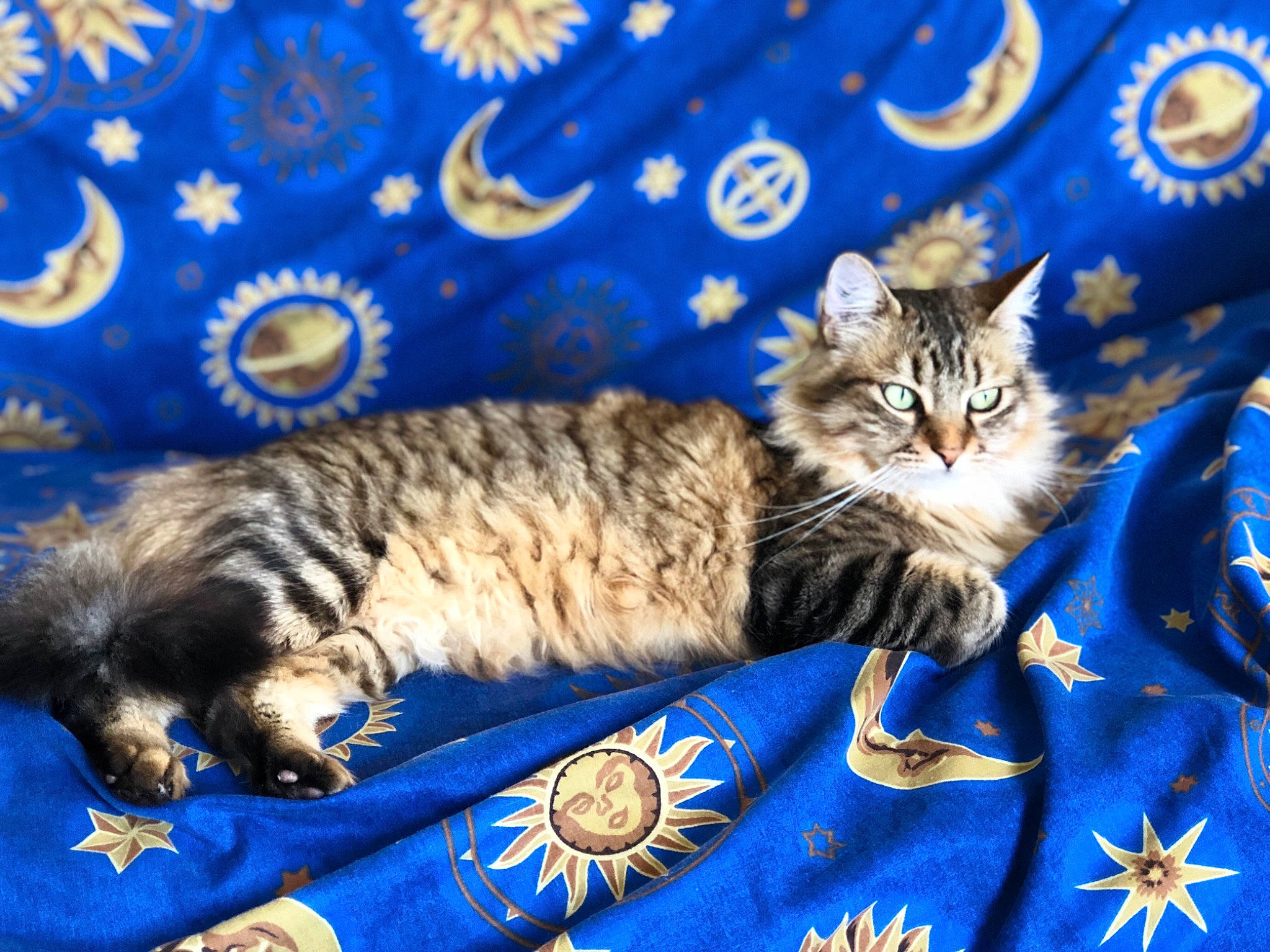 Caresse participe au concours pour gagner de l'argent avec cette photo : carnivoran, cat, cat_like_mammal, domestic_short_haired_cat, european_shorthair, fauna, kitten, kurilian_bobtail, maine_coon, mammal, norwegian_forest_cat, person, siberian, sky, small_to_medium_sized_cats, tabby_cat, tail, vertebrate, whiskers