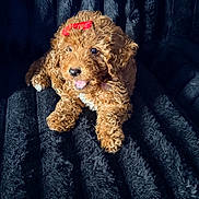 Remy is registered to the contest to win money with this photo: puppy, dog, curly_fur, red_bow, pet, cute, playful, animal, fur, mammal, canine, domestic_animal, young_dog, adorable, lying_down, black_background, fluffy, portrait, indoor, small