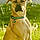 Scooby