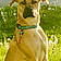 Scooby