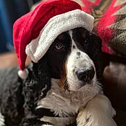 Tucker joined the competition — help win amazing prizes! animal, black_and_white, christmas, closeup, companion, couch, cozy, cute, decor, dog, festive, fur, holiday, indoor, paw, pet, portrait, relaxed, santa_hat, soft_focus