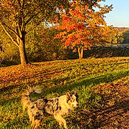 Eusebio participe au concours pour gagner de l'argent avec cette photo : dog, merle_coat, grass, autumn, fall_foliage, tree, sunlight, outdoor, nature, park, animal, pet, canine, walking, daylight, colorful_leaves, scenic, playful, forest, landscape