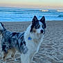 Eusebio participe au concours pour gagner de l'argent avec cette photo : dog, beach, sand, ocean, waves, sky, sunset, blue_eyes, fluffy_coat, animal, pet, canine, outdoor, nature, water, landscape, sea, sunlight, calm, scenic