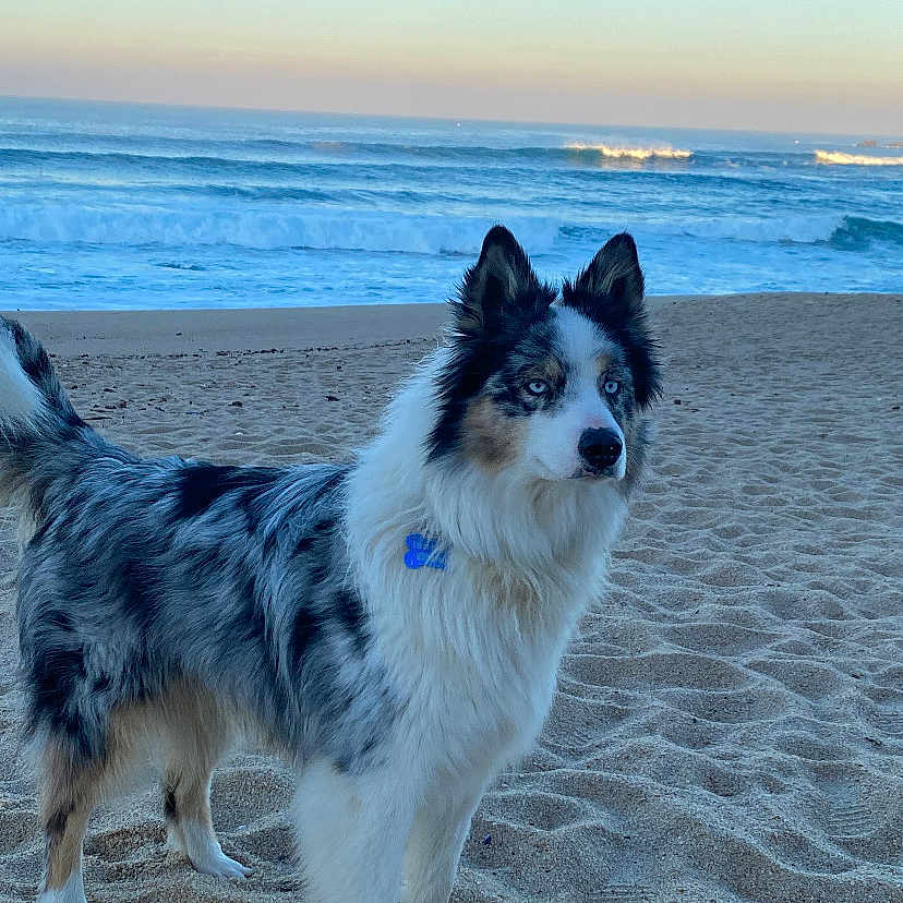 Eusebio participe au concours pour gagner de l'argent avec cette photo : animal, beach, blue_eyes, calm, canine, dog, fluffy_coat, landscape, nature, ocean, outdoor, pet, sand, scenic, sea, sky, sunlight, sunset, water, waves