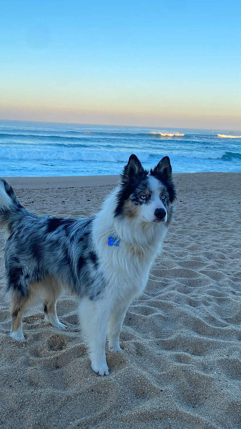 Eusebio participe au concours pour gagner de l'argent avec cette photo : dog, beach, sand, ocean, waves, sky, sunset, blue_eyes, fluffy_coat, animal, pet, canine, outdoor, nature, water, landscape, sea, sunlight, calm, scenic