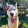 Snow a rejoint le concours — aidez-le/la à gagner de superbes lots ! animal, blue_eyes, canine, collar, daylight, dog, domestic_animal, garden, grass, happy, nature, outdoor, pet, portrait, siberian_husky, summer, sunlight, tongue_out, wooden_chair, wooden_table