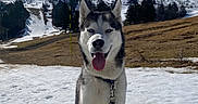 Snow a rejoint le concours — aidez-le/la à gagner de superbes lots ! dog, husky, snow, mountain, sky, cloud, leash, outdoor, nature, animal, pet, landscape, winter, grass, tree, happy, tongue_out, sitting, scenic, daylight