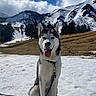 dog, husky, snow, mountain, sky, cloud, leash, outdoor, nature, animal, pet, landscape, winter, grass, tree, happy, tongue_out, sitting, scenic, daylight