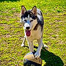 dog, siberian_husky, basketball, grass, outdoor, sunlight, pet, animal, playful, tongue_out, paw, sport, nature, daylight, shadow, happy, mammal, fur, ears, blue_eyes