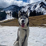 Snow participe au concours pour gagner de l'argent avec cette photo : dog, husky, snow, mountain, sky, clouds, outdoor, animal, pet, leash, nature, winter, landscape, fur, tongue, sitting, happy, canine, scenery, tree