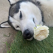 Snow a rejoint le concours — aidez-le/la à gagner de superbes lots ! adorable, animal, calm, canine, closeup, dog, flower, fur, grass, head, husky, nature, nose, outdoor, peaceful, pet, relaxation, resting, sleeping, white_rose