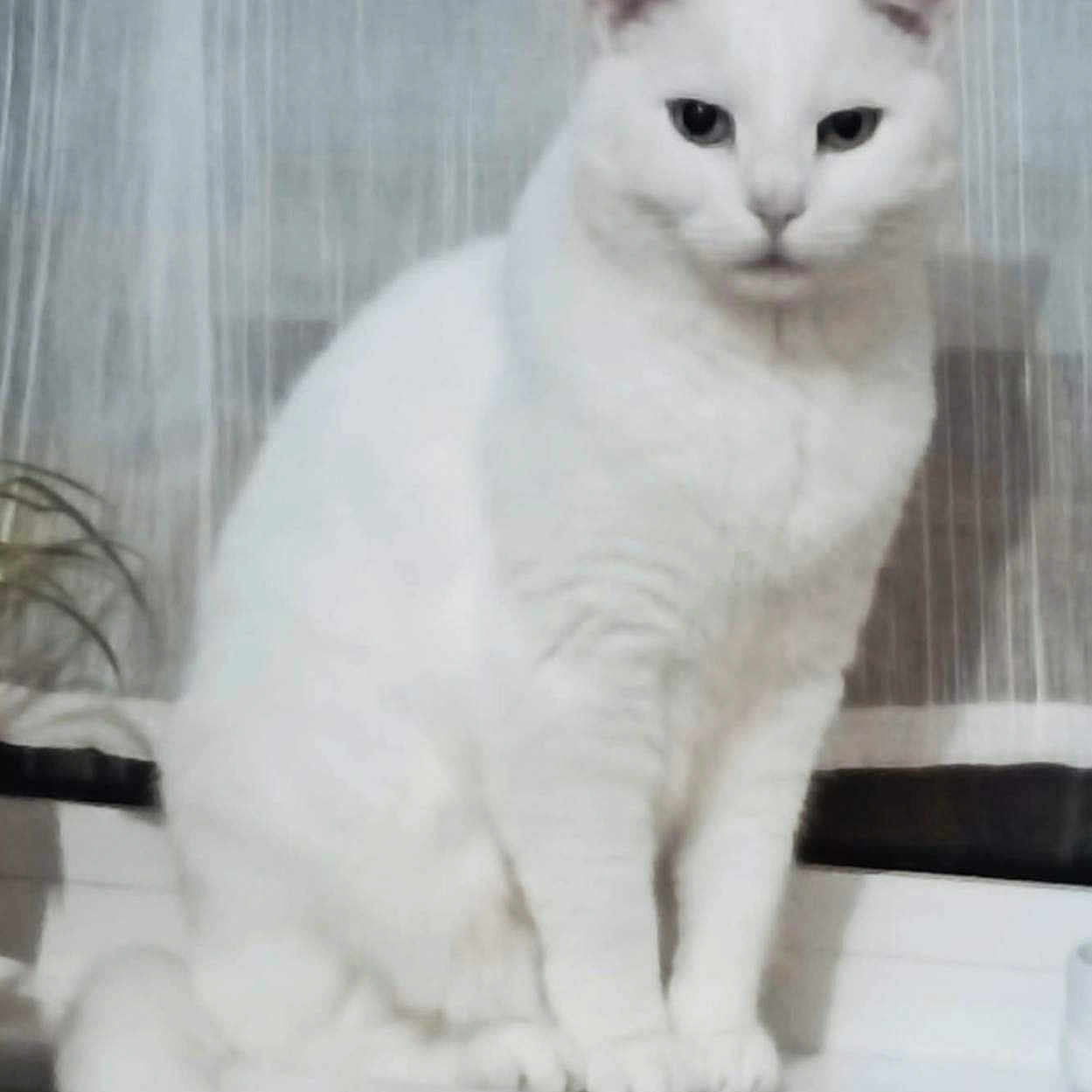 Mina a rejoint le concours — aidez-le/la à gagner de superbes lots ! animal, cat, closeup, curtain, cute, domestic_cat, eyes, feline, fur, indoor, mammal, nose, paws, pet, portrait, sitting, tail, whiskers, white_cat, windowsill