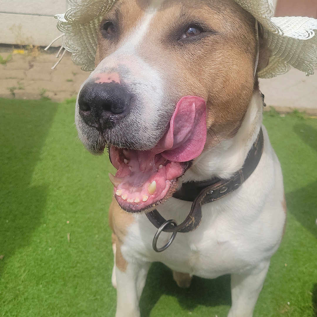 Asgeir a rejoint le concours — aidez-le/la à gagner de superbes lots ! animal, brown_and_white, canine, close_up, collar, daylight, dog, domestic_animal, grass, happy, hat, outdoor, paw, pet, playful, snout, summer, sunny, tongue_out, white_hat