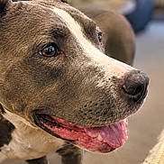Luna participe au concours pour gagner de l'argent avec cette photo : dog, pit_bull, pet, animal, close_up, portrait, happy, smiling, open_mouth, tongue, nose, eyes, brown_fur, white_fur, short_hair, standing, indoor, home, couch, blurred_background