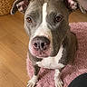 Luna a rejoint le concours — aidez-le/la à gagner de superbes lots ! dog, pit_bull, pet, canine, portrait, sitting, indoors, living_room, pink_rug, wooden_floor, houseplant, sofa, brown_fur, gray_fur, white_markings, floppy_ears, brown_eyes, nose, paws, home_decor