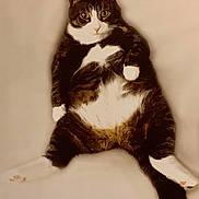 Baby is registered to the contest to win money with this photo: cat, tabby, white_paws, white_chest, relaxed, sitting, indoor, pet, feline, cute, fluffy, animal, laying_down, looking_at_camera, chubby, whiskers, ears, tail, fur, mammal