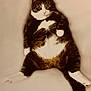 cat, tabby, white_paws, white_chest, relaxed, sitting, indoor, pet, feline, cute, fluffy, animal, laying_down, looking_at_camera, chubby, whiskers, ears, tail, fur, mammal