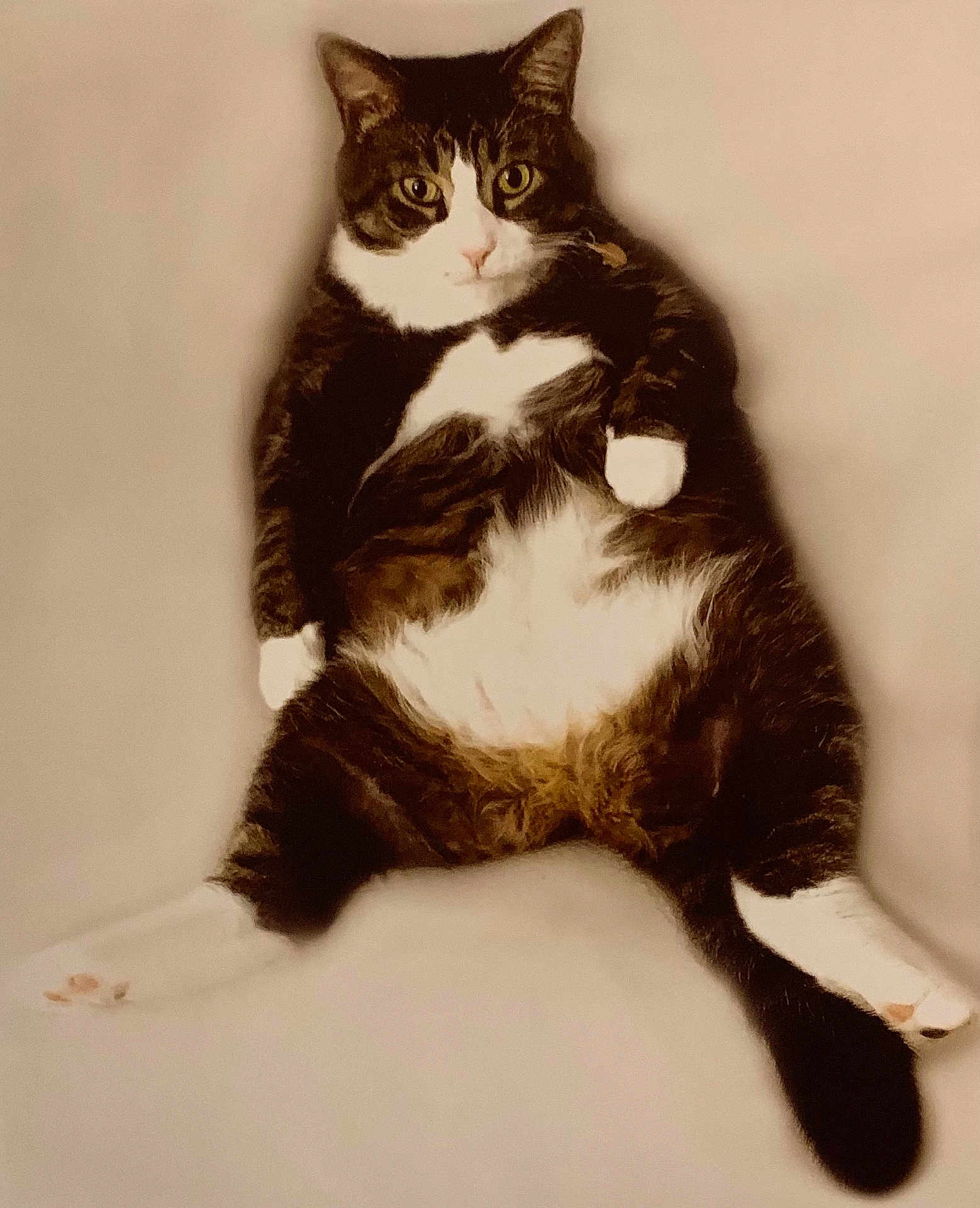Baby is registered to the contest to win money with this photo: cat, tabby, white_paws, white_chest, relaxed, sitting, indoor, pet, feline, cute, fluffy, animal, laying_down, looking_at_camera, chubby, whiskers, ears, tail, fur, mammal