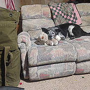 Rip joined the competition — help win amazing prizes! dog, plush_toy, couch, quilt, wooden_wall, american_flag, carpet, indoor, furniture, pet, resting, black_and_white, cozy, home, living_room, stuffed_animal, relaxed, fabric, patterned, blanket