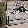 american_flag, black_and_white, blanket, carpet, couch, cozy, dog, fabric, furniture, home, indoor, living_room, patterned, pet, plush_toy, quilt, relaxed, resting, stuffed_animal, wooden_wall
