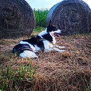 Toupie a rejoint le concours — aidez-le/la à gagner de superbes lots ! dog, border_collie, tongue_out, lying_down, hay_bale, dry_grass, field, outdoor, rural, nature, animal, pet, summer, sunset, greenery, resting, canine, farm, pasture, relaxation