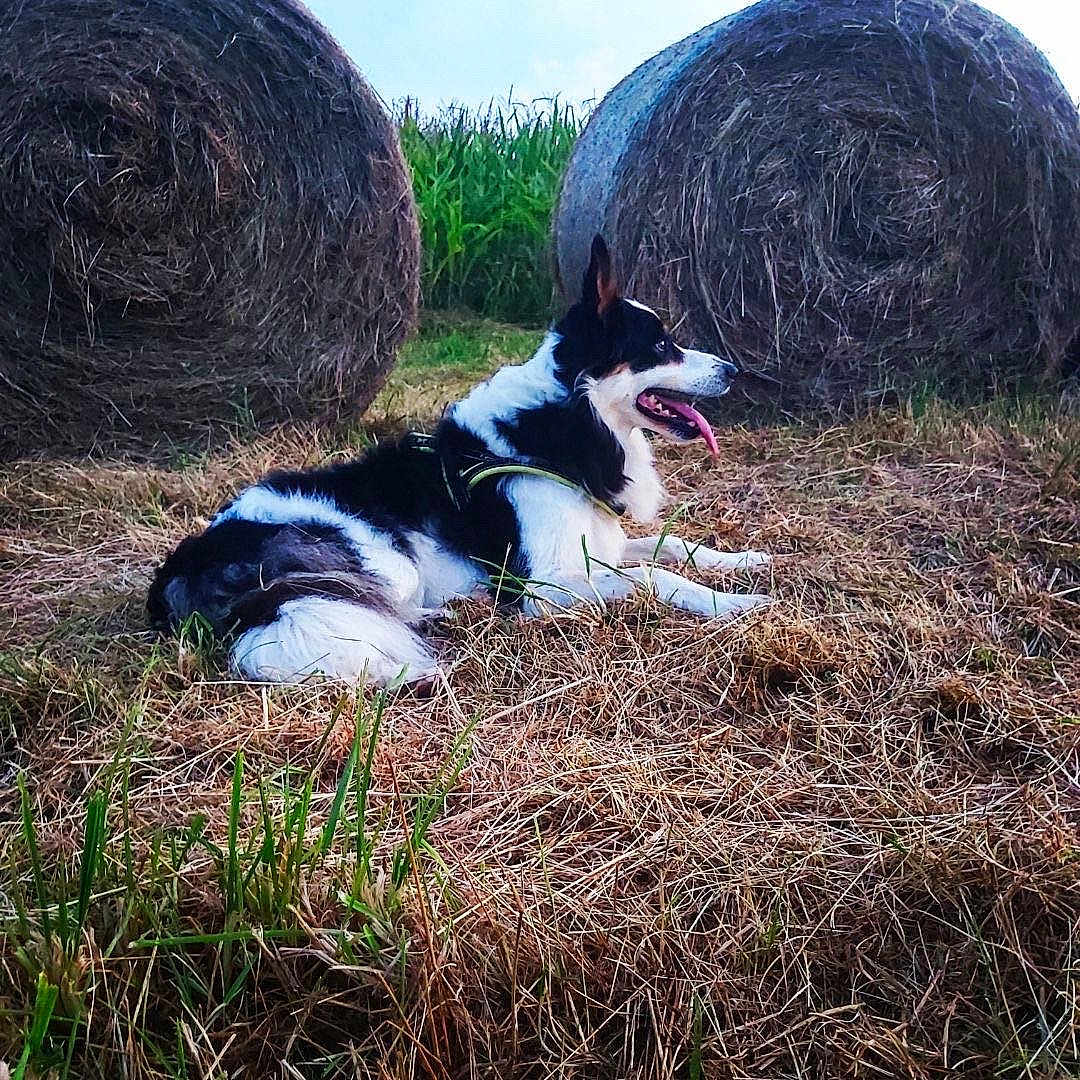 Toupie a rejoint le concours — aidez-le/la à gagner de superbes lots ! dog, border_collie, tongue_out, lying_down, hay_bale, dry_grass, field, outdoor, rural, nature, animal, pet, summer, sunset, greenery, resting, canine, farm, pasture, relaxation