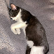 Oka a rejoint le concours — aidez-le/la à gagner de superbes lots ! cat, kitten, black_and_white, sleeping, cozy, blanket, fur, pet, cute, domestic_animal, animal, resting, indoor, soft_texture, whiskers, paw, small, young, feline, relaxed