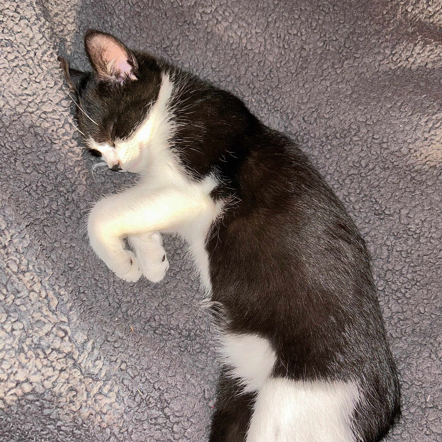 Oka a rejoint le concours — aidez-le/la à gagner de superbes lots ! animal, black_and_white, blanket, cat, cozy, cute, domestic_animal, feline, fur, indoor, kitten, paw, pet, relaxed, resting, sleeping, small, soft_texture, whiskers, young