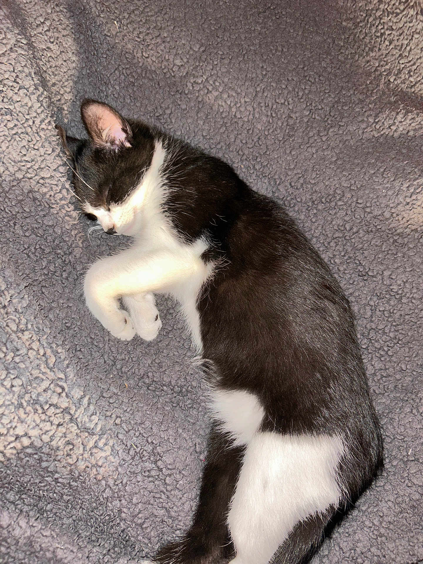 Oka a rejoint le concours — aidez-le/la à gagner de superbes lots ! cat, kitten, black_and_white, sleeping, cozy, blanket, fur, pet, cute, domestic_animal, animal, resting, indoor, soft_texture, whiskers, paw, small, young, feline, relaxed