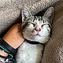 cat, kitten, sleeping, pet, hand, blanket, cozy, tabby, white_fur, relaxed, indoor, domestic_animal, cute, feline, fur, whiskers, collar, soft, comfort, nap
