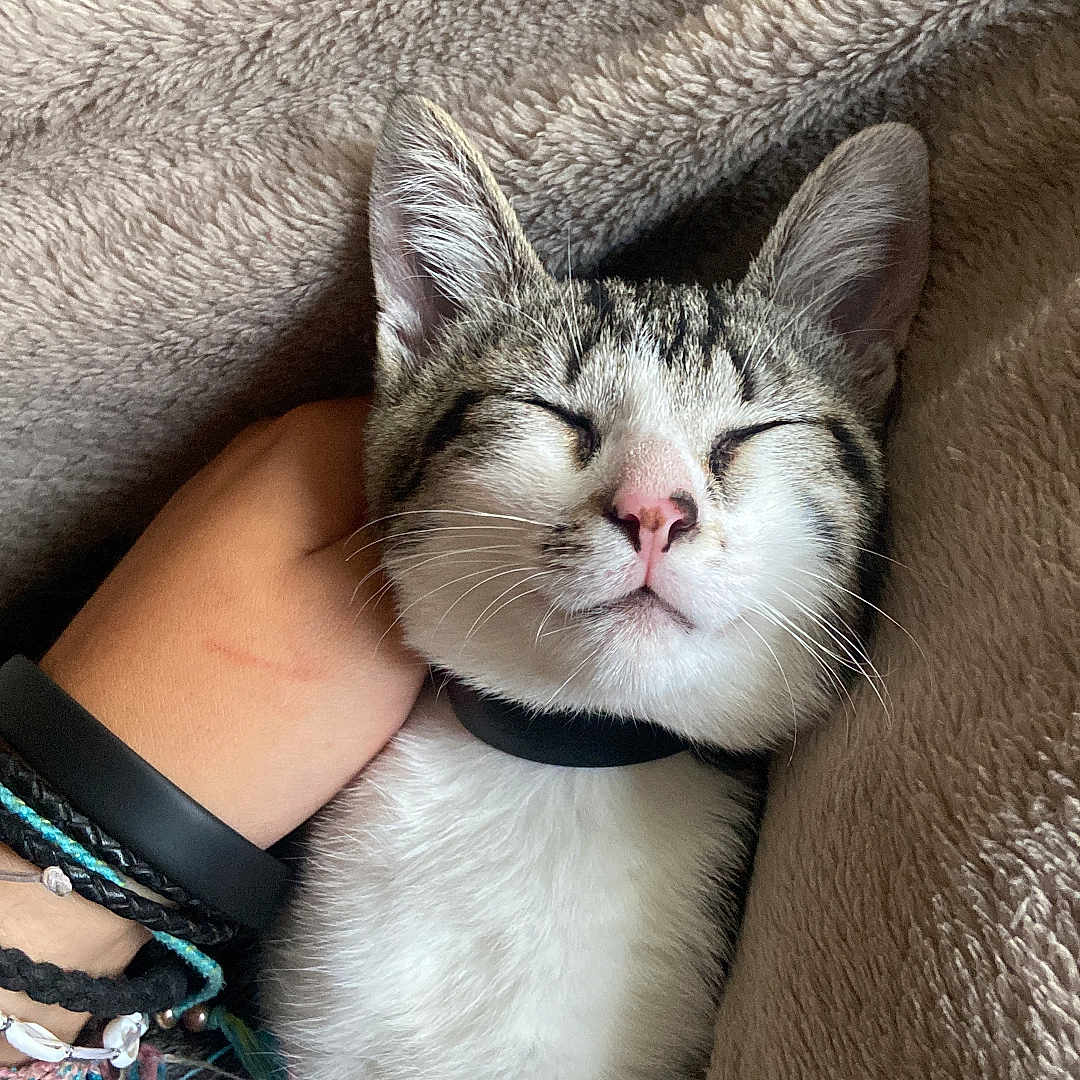 Zara a rejoint le concours — aidez-le/la à gagner de superbes lots ! blanket, cat, collar, comfort, cozy, cute, domestic_animal, feline, fur, hand, indoor, kitten, nap, pet, relaxed, sleeping, soft, tabby, whiskers, white_fur