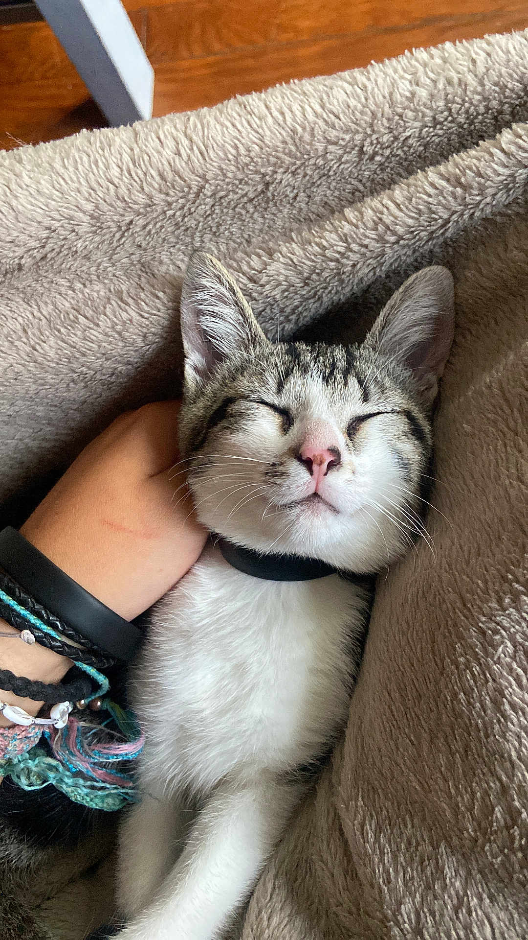 Zara a rejoint le concours — aidez-le/la à gagner de superbes lots ! cat, kitten, sleeping, pet, hand, blanket, cozy, tabby, white_fur, relaxed, indoor, domestic_animal, cute, feline, fur, whiskers, collar, soft, comfort, nap