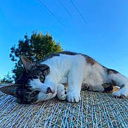 Mia participe au concours pour gagner de l'argent avec cette photo : cat, hay_bale, outdoor, animal, sky, blue_sky, tree, green_eyes, fur, whiskers, nature, resting, daytime, curious, close_up, paw, rural, relaxed, animal_portrait, sunlight